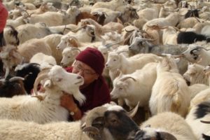 Venerable Geshe Phelgye saves goats